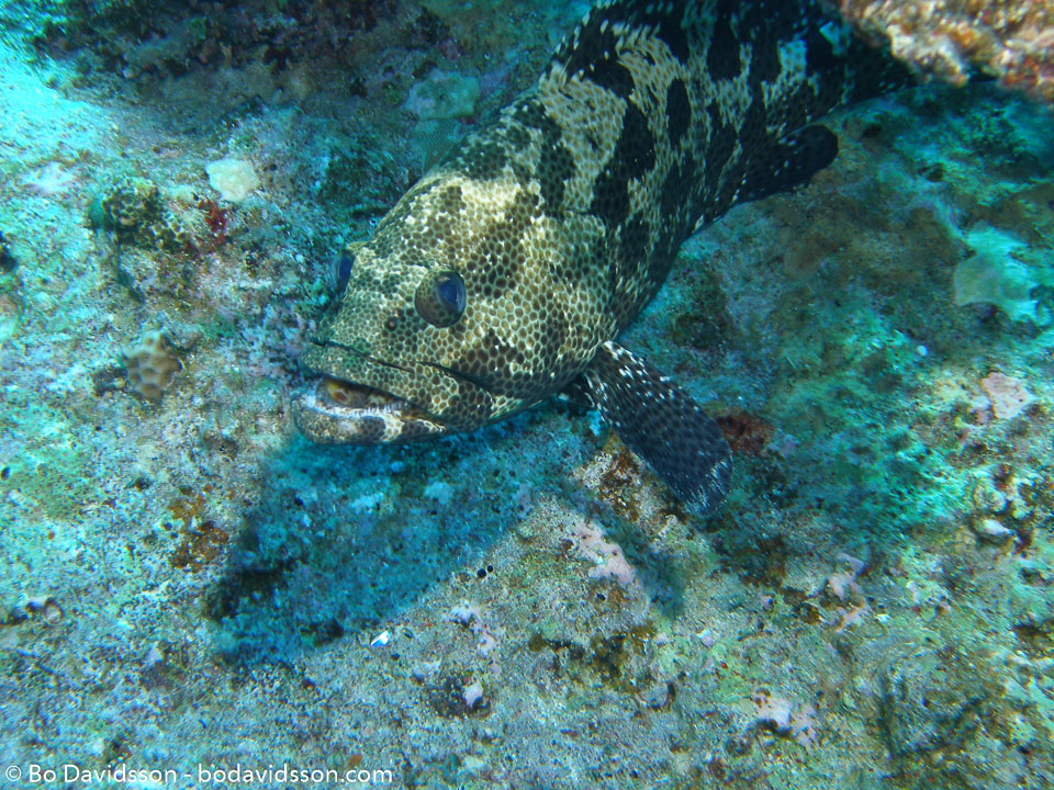 BD-051016-Hurghada-160192-Epinephelus-polyphekadion-(Bleeker.-1849)-[Camouflage-grouper].jpg